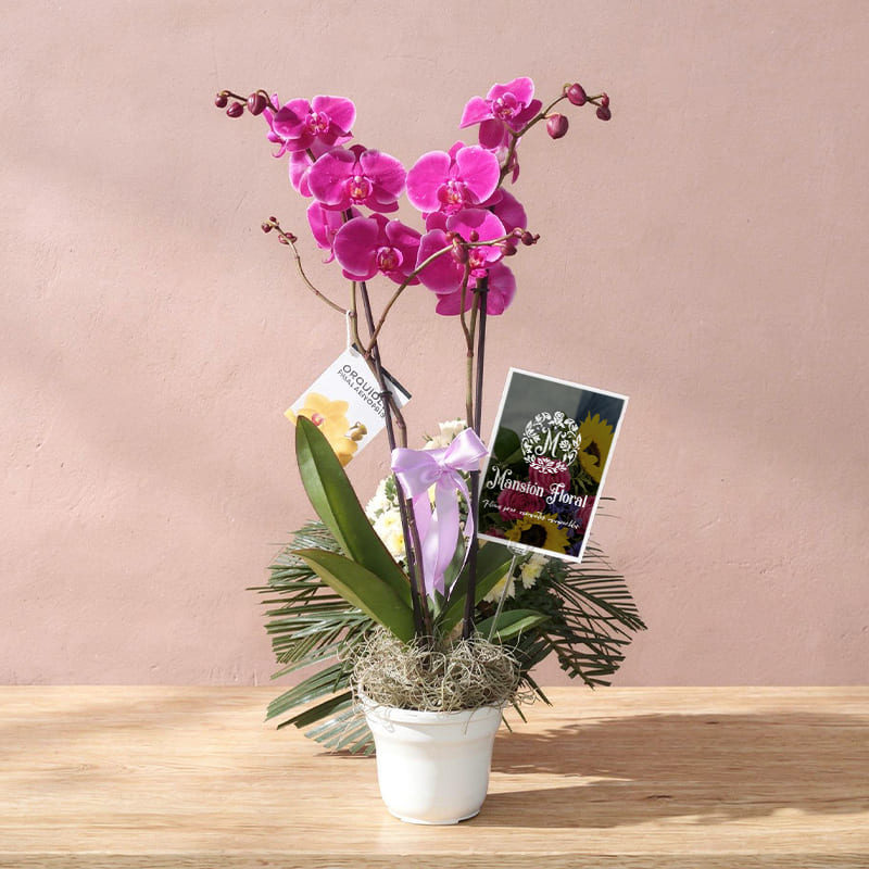 Arreglo Fúnebre con Orquídeas – Homenaje Delicado